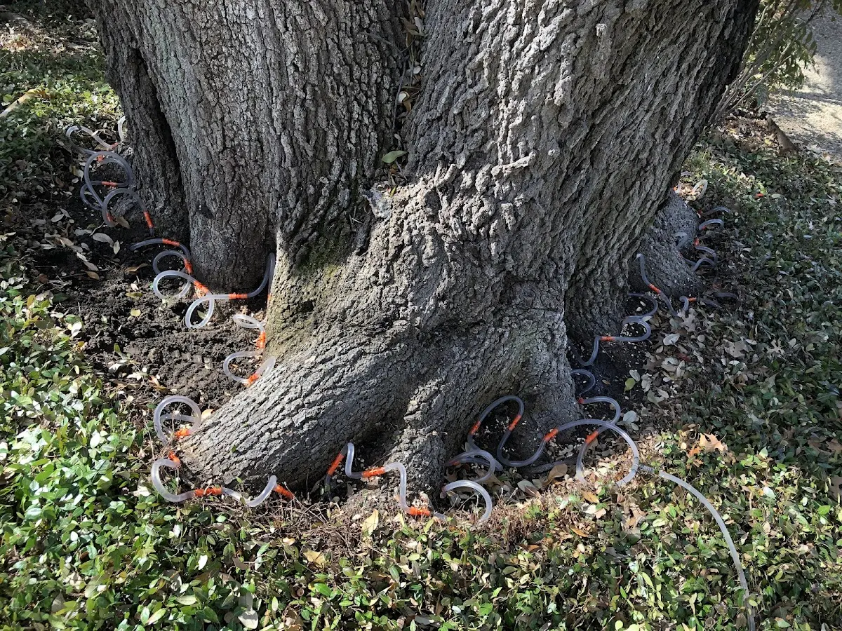 Detailed Tree Cabling and Bracing job site in Lima
